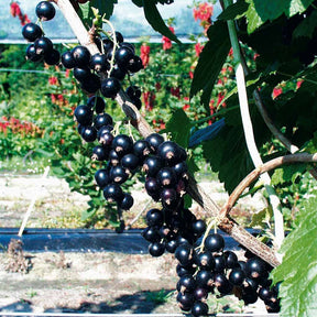 Ribes nigrum 'andega' - Cassissier à gros fruits Andega - Cassissier