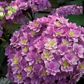 Hortensia Expression - Willemse