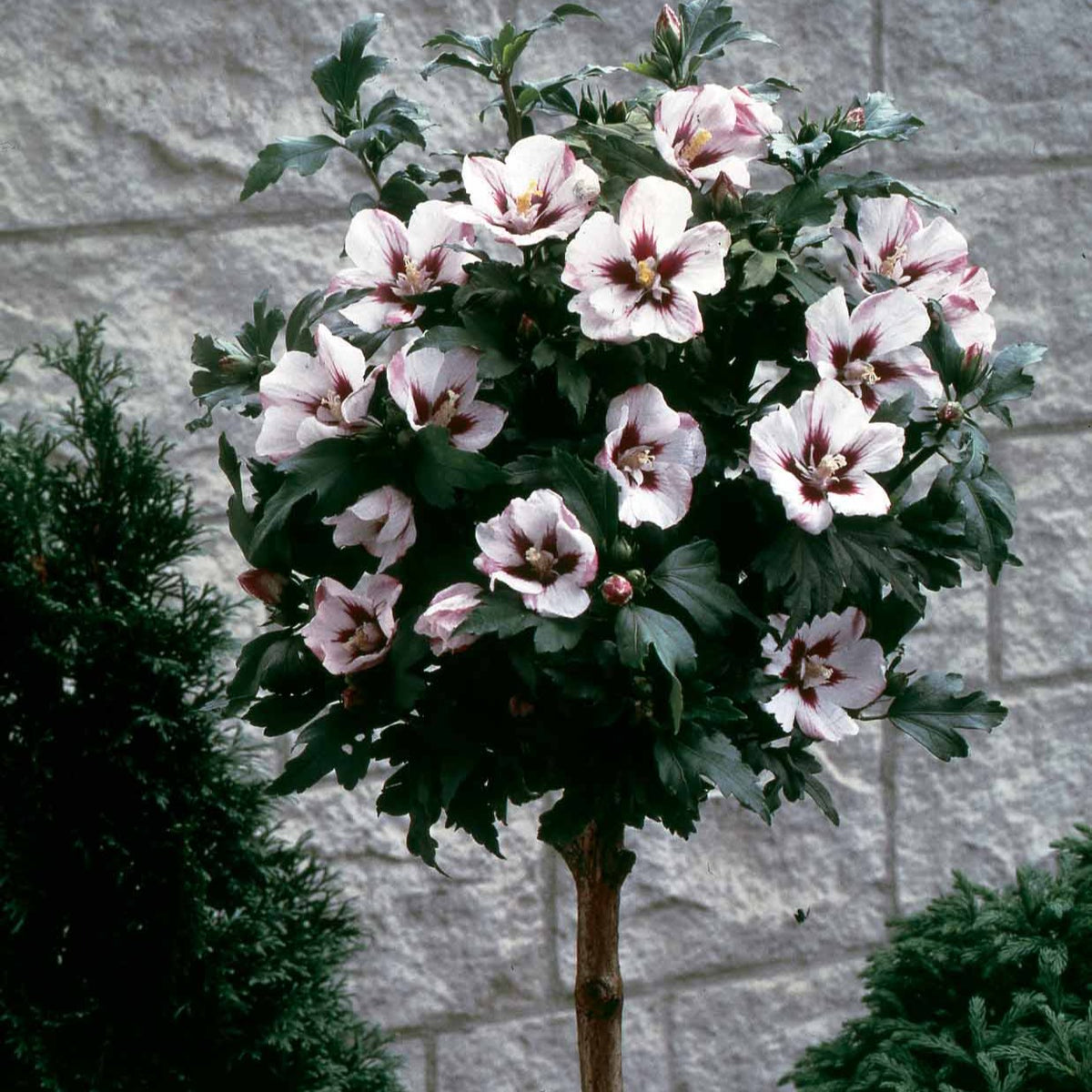 Hibiscus de jardin sur tige blanc/rouge - Hibiscus syriacus - Plantes