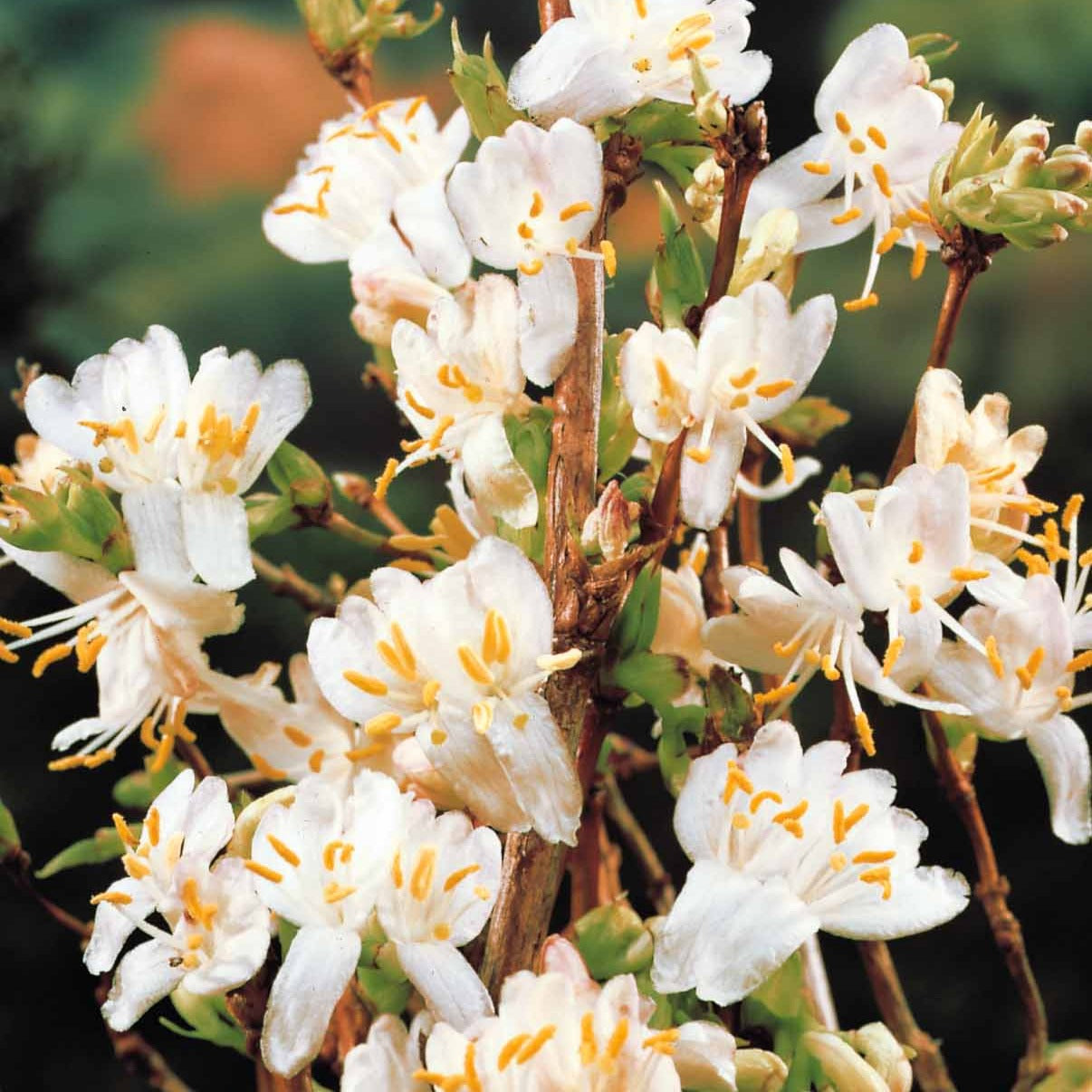 Chèvrefeuille d'hiver - Lonicera fragrantissima - Plantes