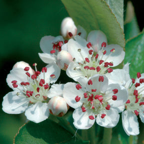 Aronia melanocarpa viking - Aronia viking - Aronia