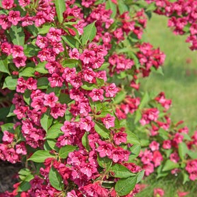 3 arbustes en cadeaux - Weigela Bristol Ruby,Philadelphus Virginal,Forsythia int. Spectabilis - Willemse