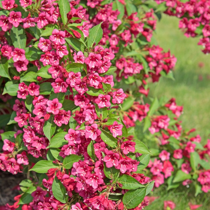 3 arbustes en cadeaux - Weigela Bristol Ruby,Philadelphus Virginal,Forsythia int. Spectabilis - Willemse