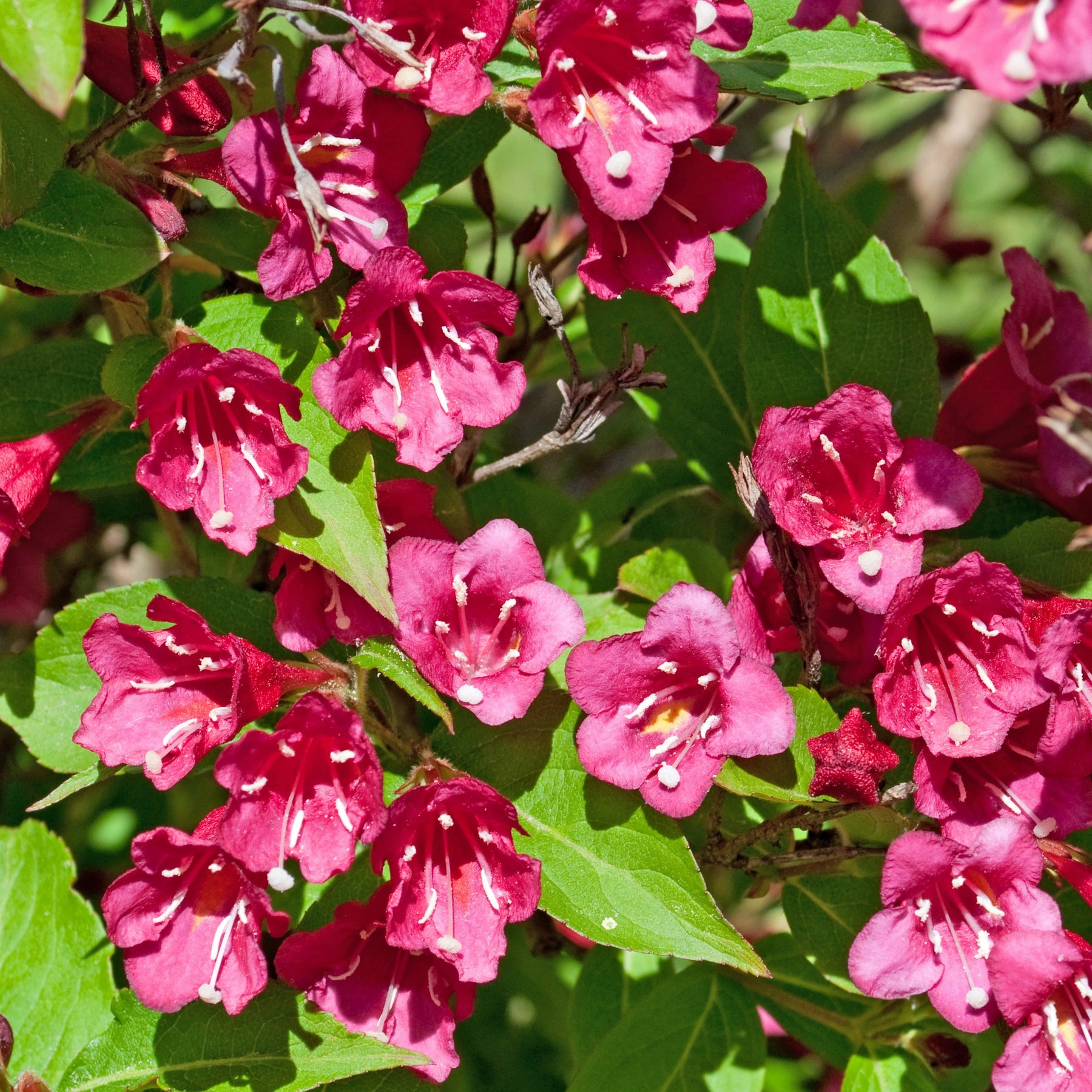 Weigela Bristol Ruby,Philadelphus Virginal,Forsythia int. Spectabilis - 3 arbustes en cadeaux - Cadeaux