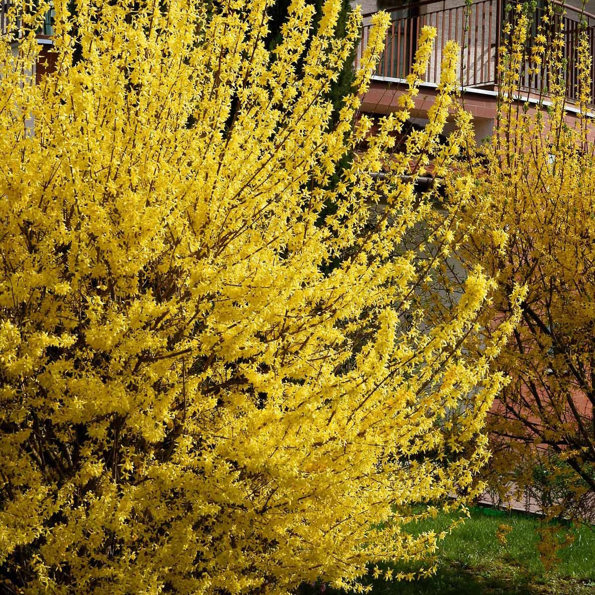 Cadeaux - 3 arbustes en cadeaux - Weigela Bristol Ruby,Philadelphus Virginal,Forsythia int. Spectabilis