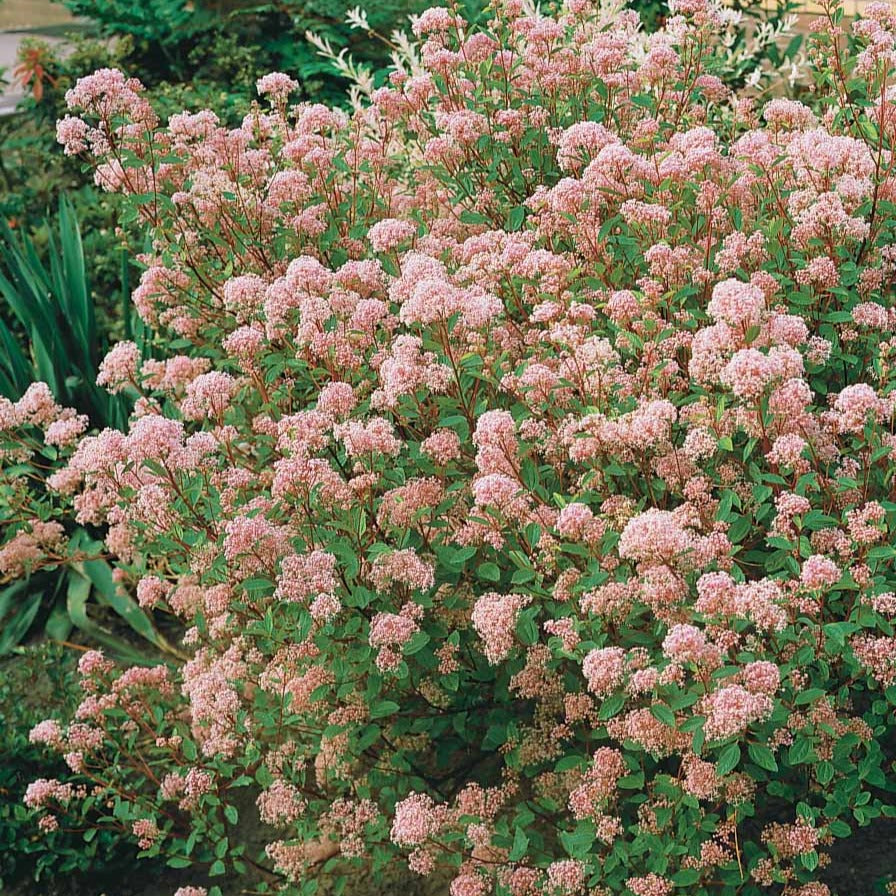 Céanothe Marie Simon - Ceanothus x pallidus marie simon