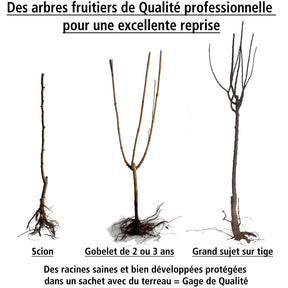 Vente Cerisier Bigarreau Van - Prunus avium Van