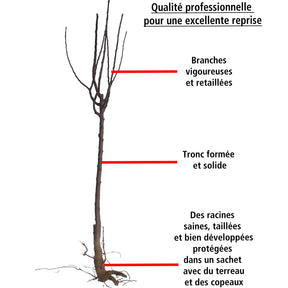 Cerisier - Cerisier Bigarreau Van - Prunus avium Van