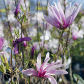 Magnolia Susan - Willemse