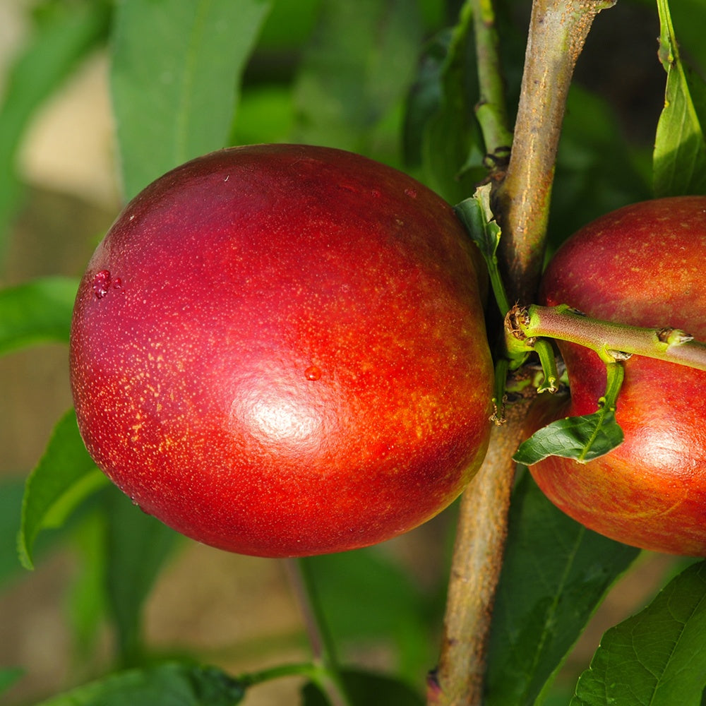 Prunus persica Morton - Mini-nectarine Morton - Mini fruitier