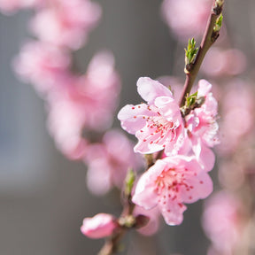 Mini-nectarine Morton - Prunus persica Morton - Willemse