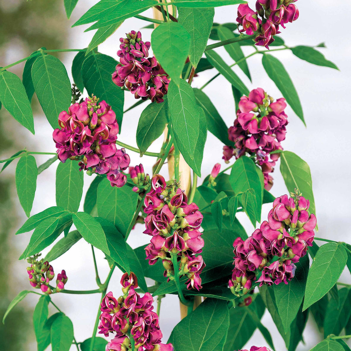 Glycine tubéreuse - Apios americana - Plantes