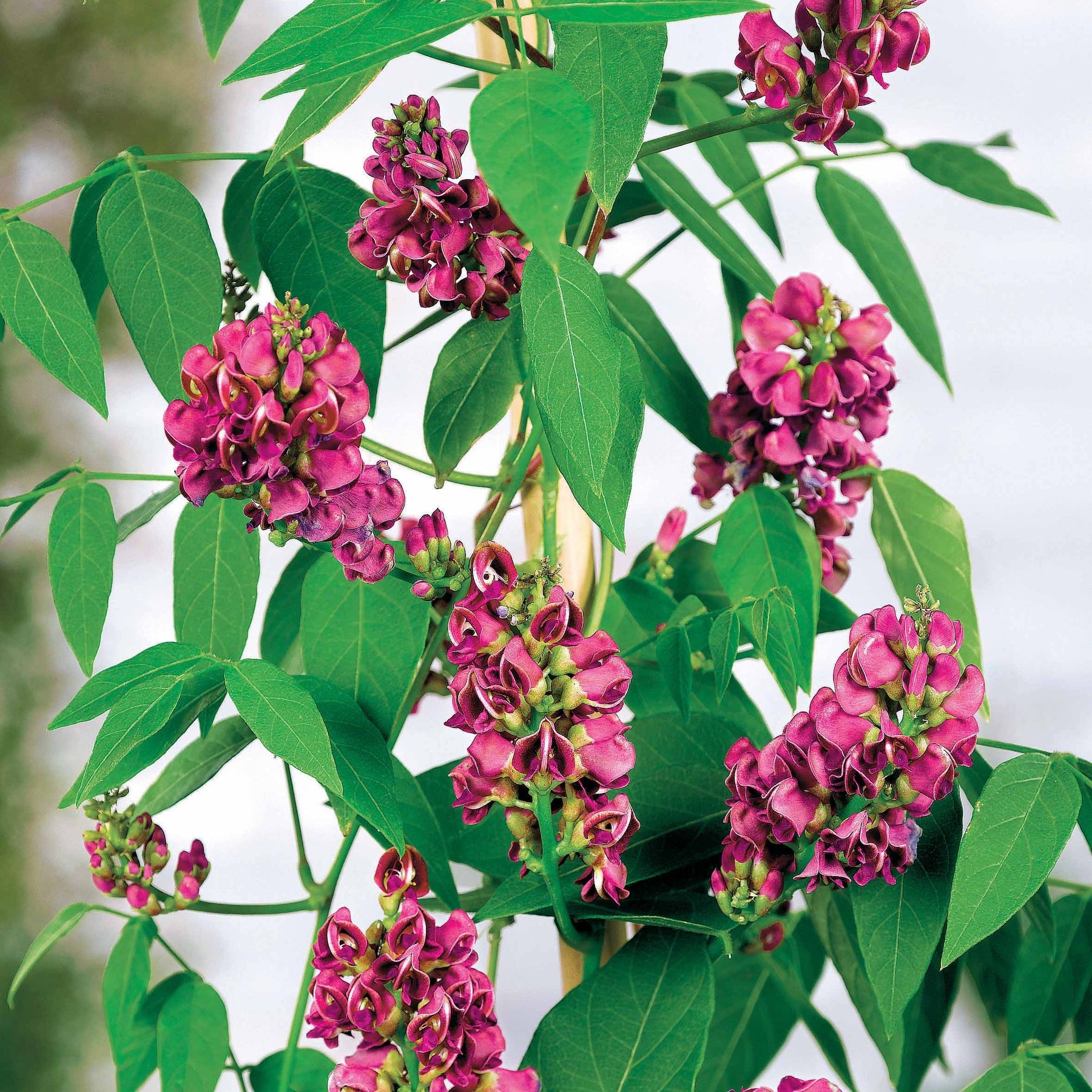 Glycine tubéreuse - Apios americana - Plantes