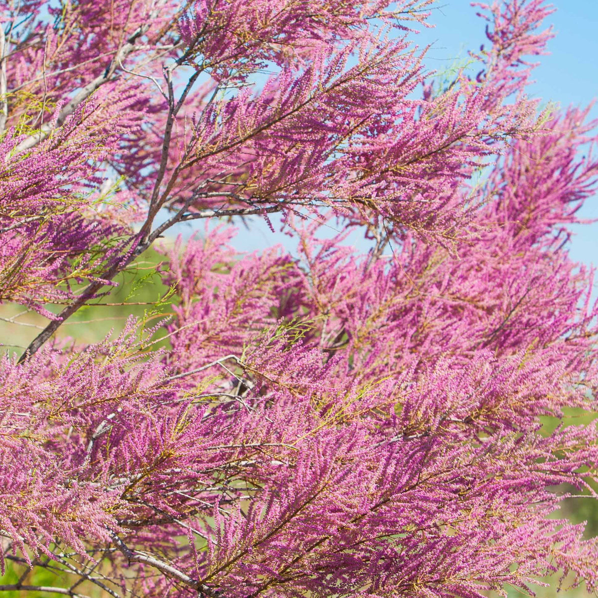 Tamaris de Printemps - Tamarix tetrandra - Willemse