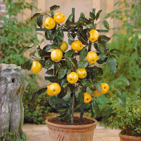 Mini-pommier Golden Delicious - Malus domestica  golden delicious - Plantes