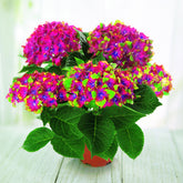 Hortensia Saxon ® - Willemse