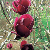 Magnolia Genie - Willemse