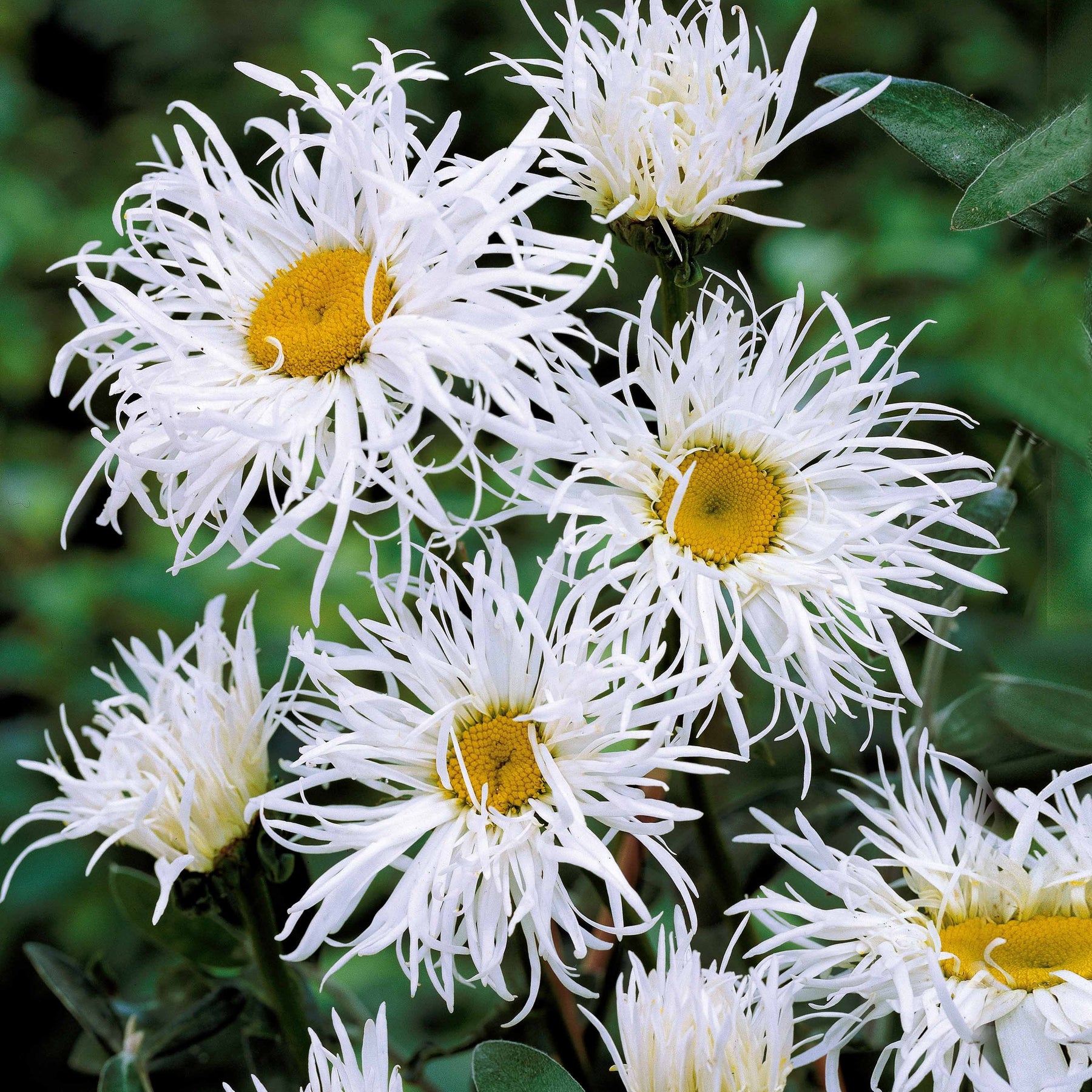 3 Marguerites d'été Old Court - Leucanthemum x superbum old court - Plantes vivaces