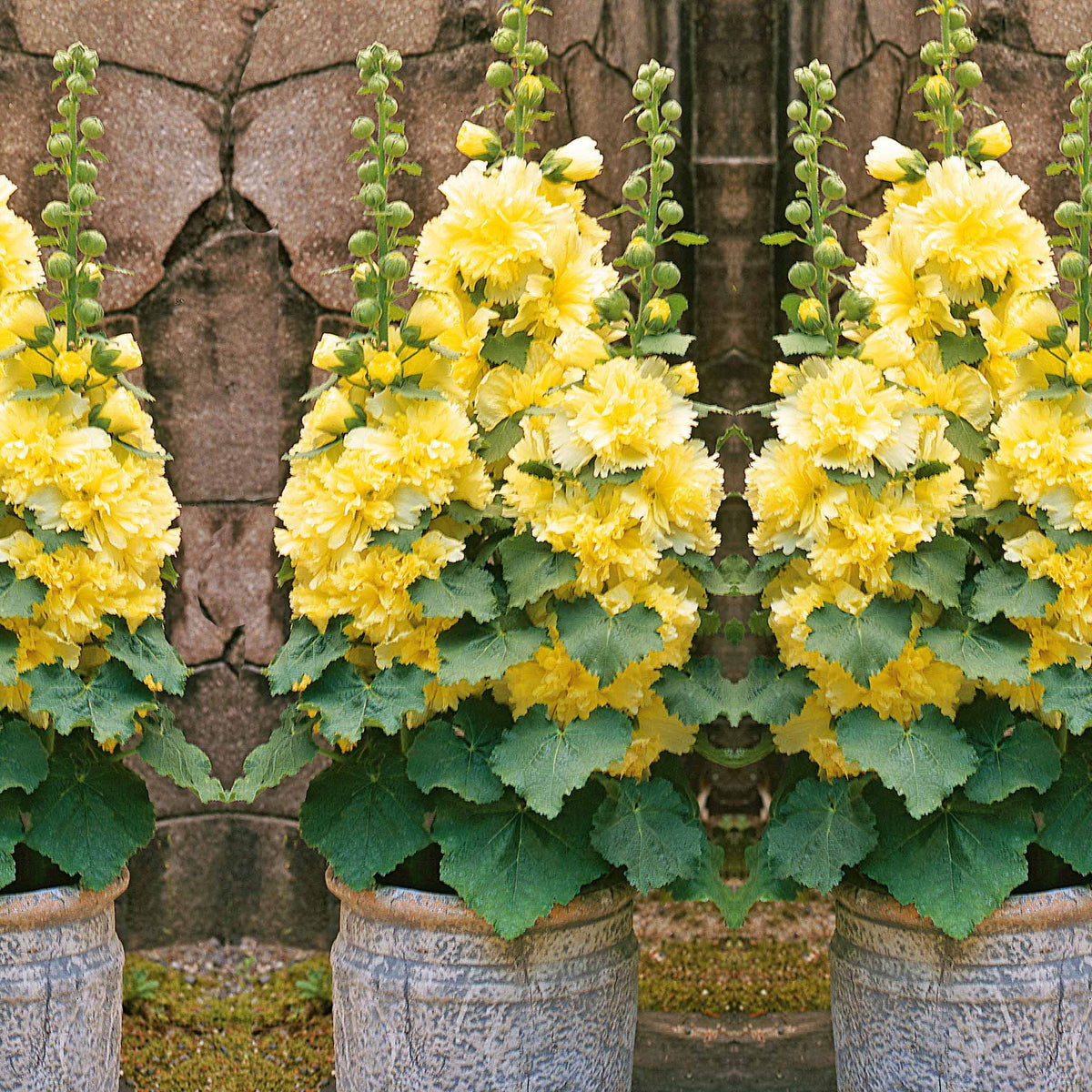 Rose trémière naine jaune - Alcea rosea annua spring celebrities lemon - Plantes