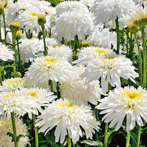 3 Marguerites doubles Fiona Goghill - Leucanthemum fiona goghill - Plantes vivaces