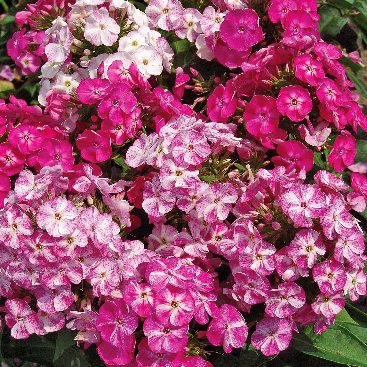 3 Phlox Pot pourri - Willemse