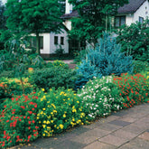 Haie de 3 Potentilles : orange, jaune, blanche - Willemse