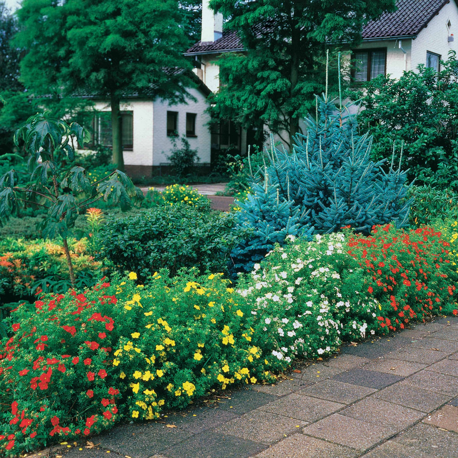 Haie de 3 Potentilles : orange, jaune, blanche - Potentilla ‘hopley’s’ orange, goldfinger jaune, ‘a - Potentilles