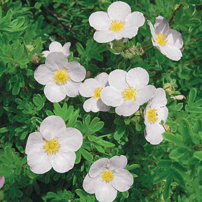 Haie de 3 Potentilles : orange, jaune, blanche - Potentilla ‘hopley’s’ orange, goldfinger jaune, ‘a