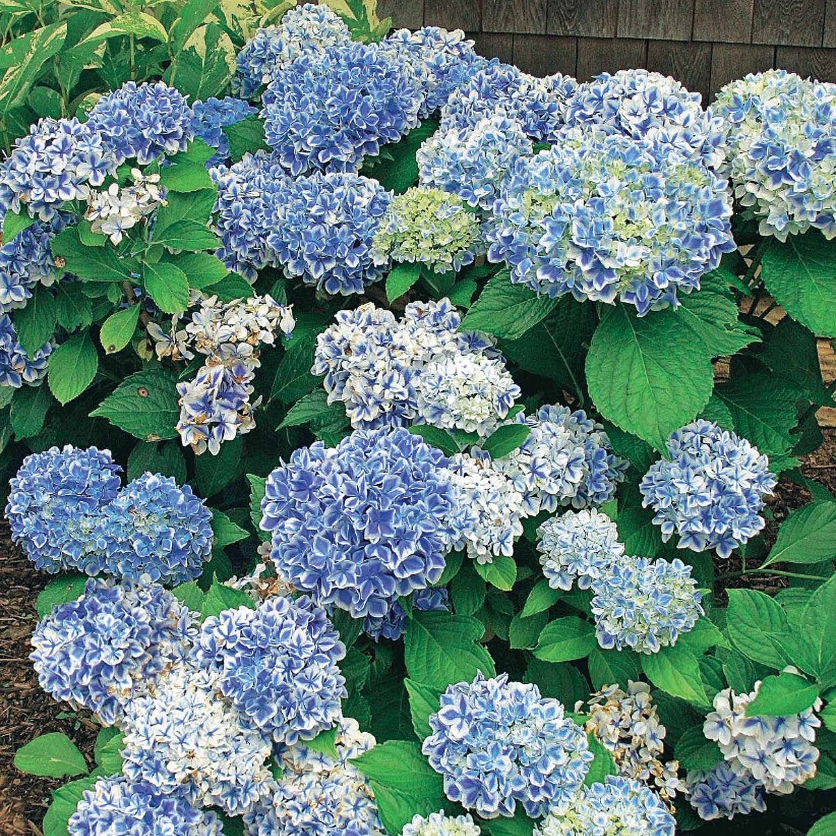 Hortensia Peppermint - Hydrangea macrophylla peppermint - Plantes