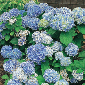 Hortensia Peppermint - Hydrangea macrophylla peppermint - Plantes