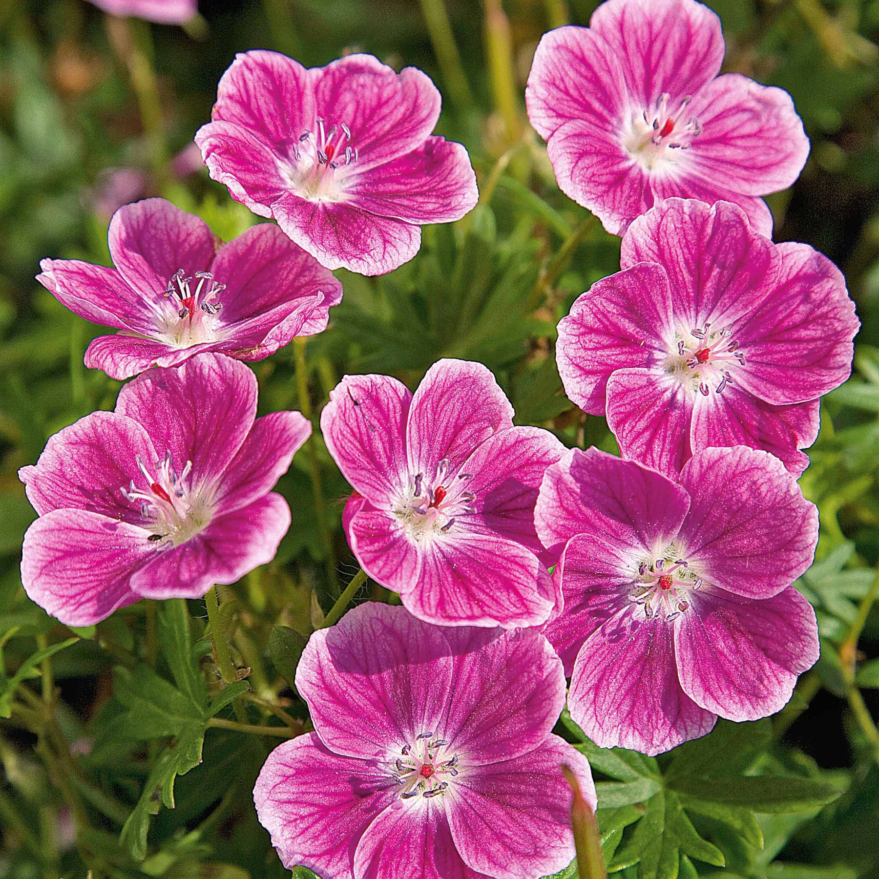 Géranium vivace sanguin Elke - Geranium sanguineum elke