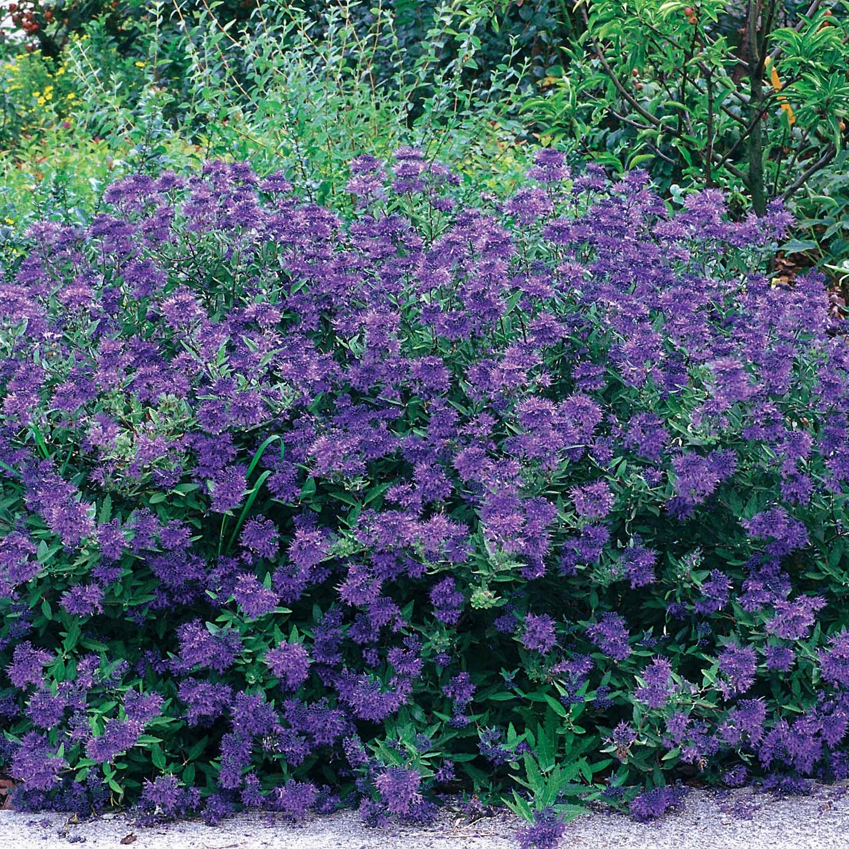 Caryopteris Oiseau bleu - Caryopteris x clandonensis blauer spatz - Arbustes