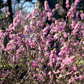 Bois joli - Daphne mezereum rubra - Arbustes