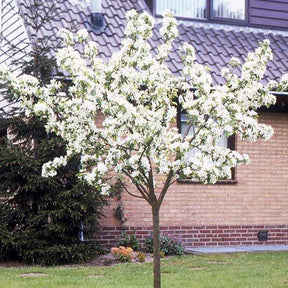 Poirier Doyenné du Comice - Pyrus communis 'doyenne du comice' - Plantes