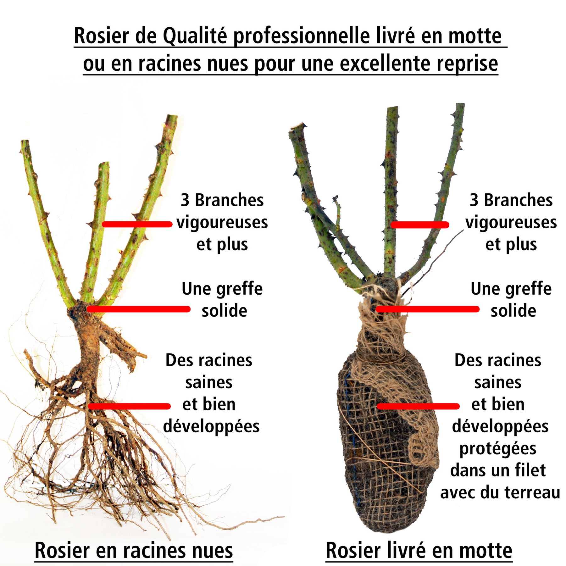 Rosier buisson Grande Amore ® - Rosa Grande Amore ® - Plantes