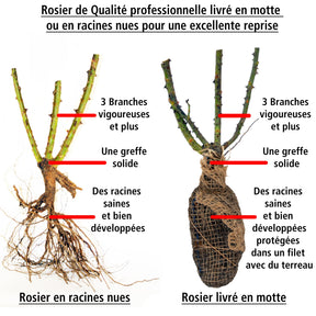 Rosier buisson Grande Amore ® - Rosa Grande Amore ®