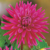 3 Dahlias cactus Purple Gem - Willemse