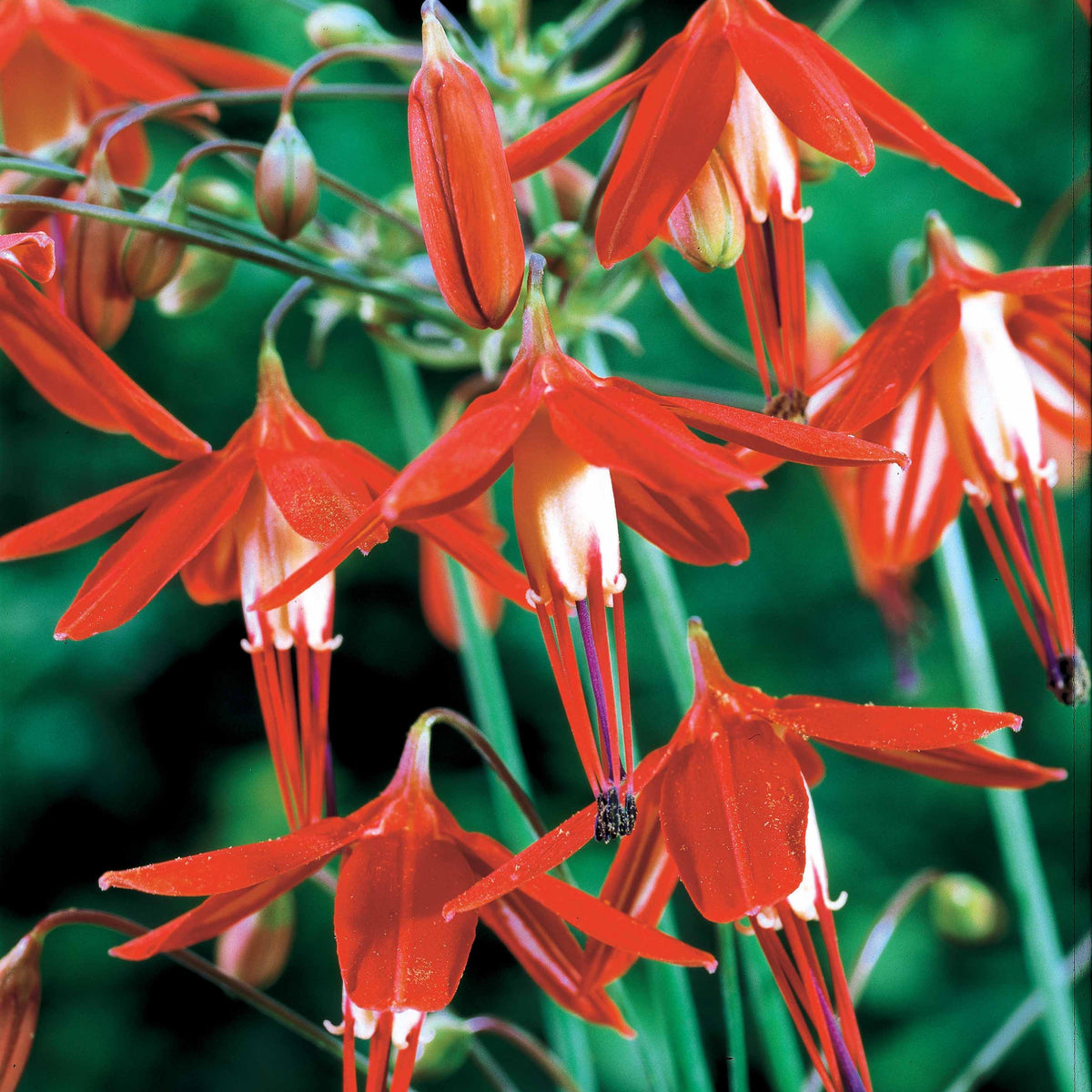 5 Corail du Mexique - Bessera elegans - Plantes