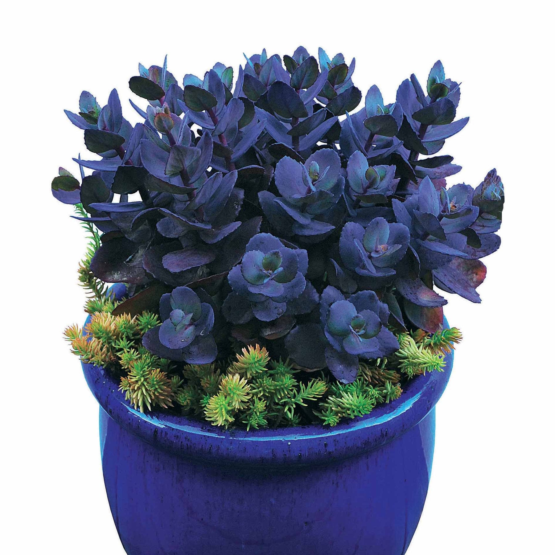 Sedum Blue Pearl - Sedum Perle bleue - Sédums