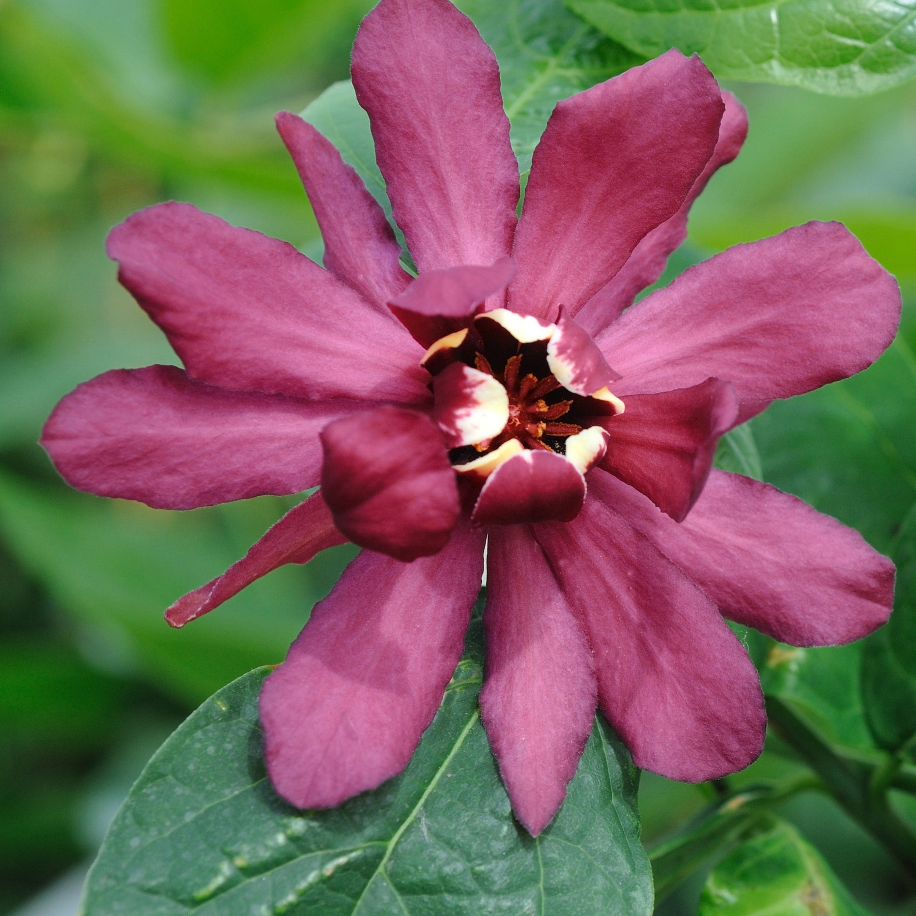 Arbre aux anémones Hartlage Wine - Sinocalycanthus x raulstonii hartlage wine - Plantes