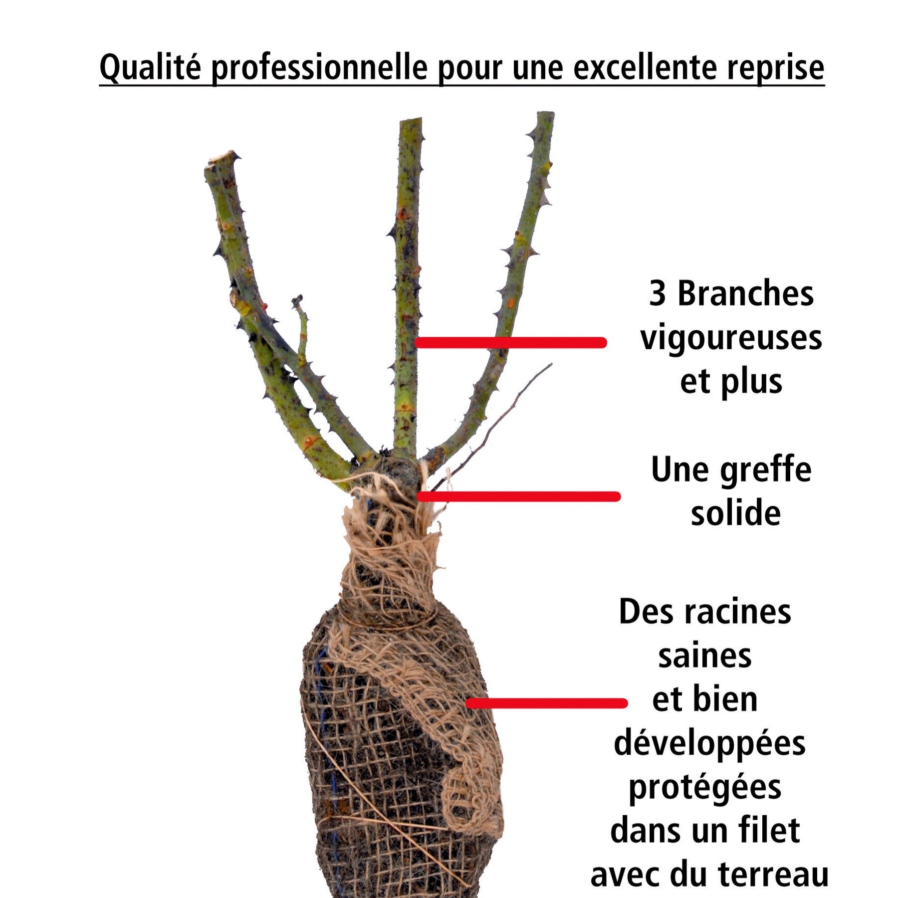 Rosier Babylon Eyes ® Sunshine Intereybabnus COV - Rosa babylon eyes ® sunshine intereybabnus cov - Willemse