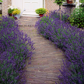 Lavandes - 2 Lavandes bleues - Lavandula angustifolia