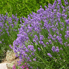 2 Lavandes bleues - Lavandula angustifolia - Willemse