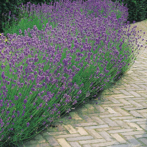 Lavandula angustifolia - 2 Lavandes bleues - Lavandes