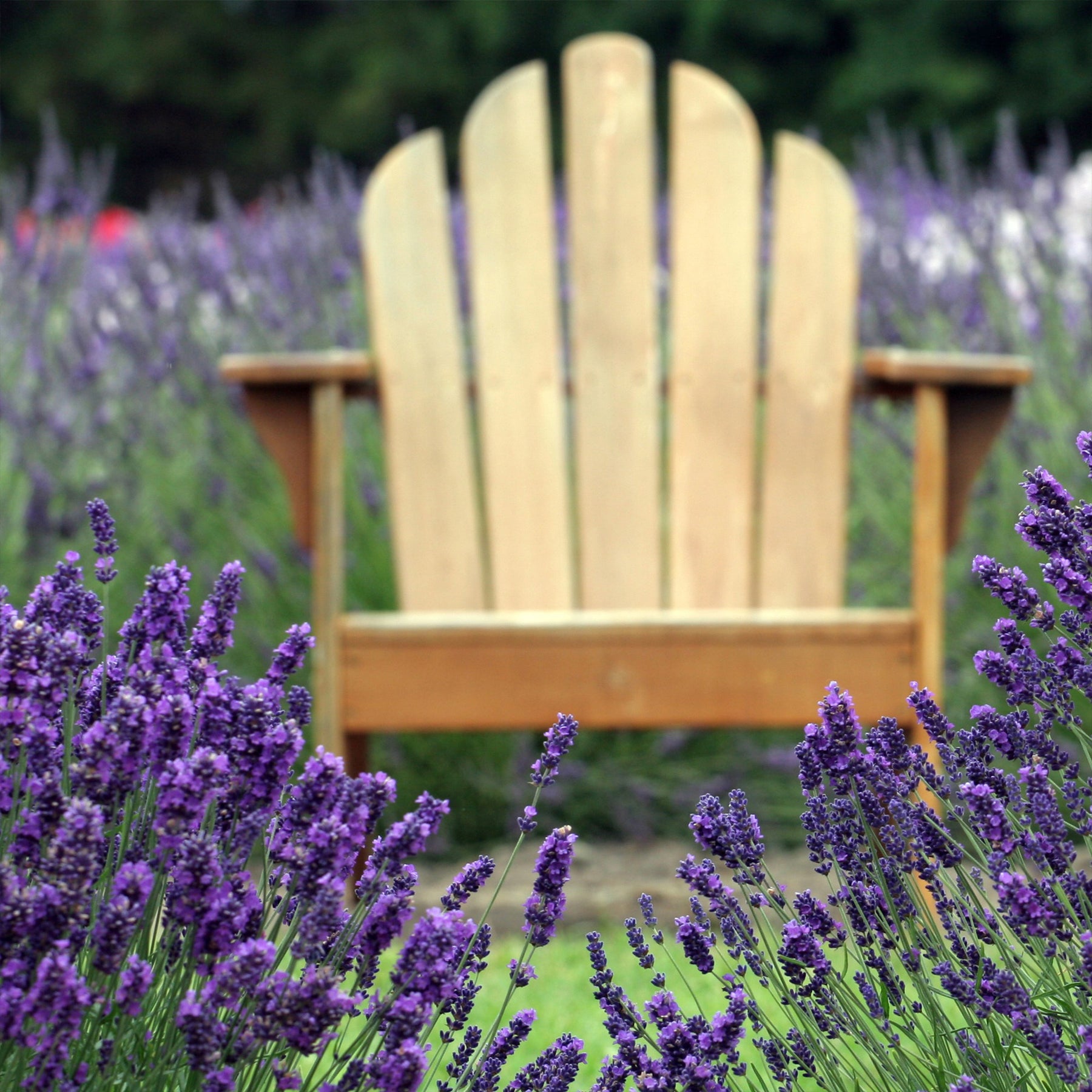 Vente 2 Lavandes bleues - Lavandula angustifolia