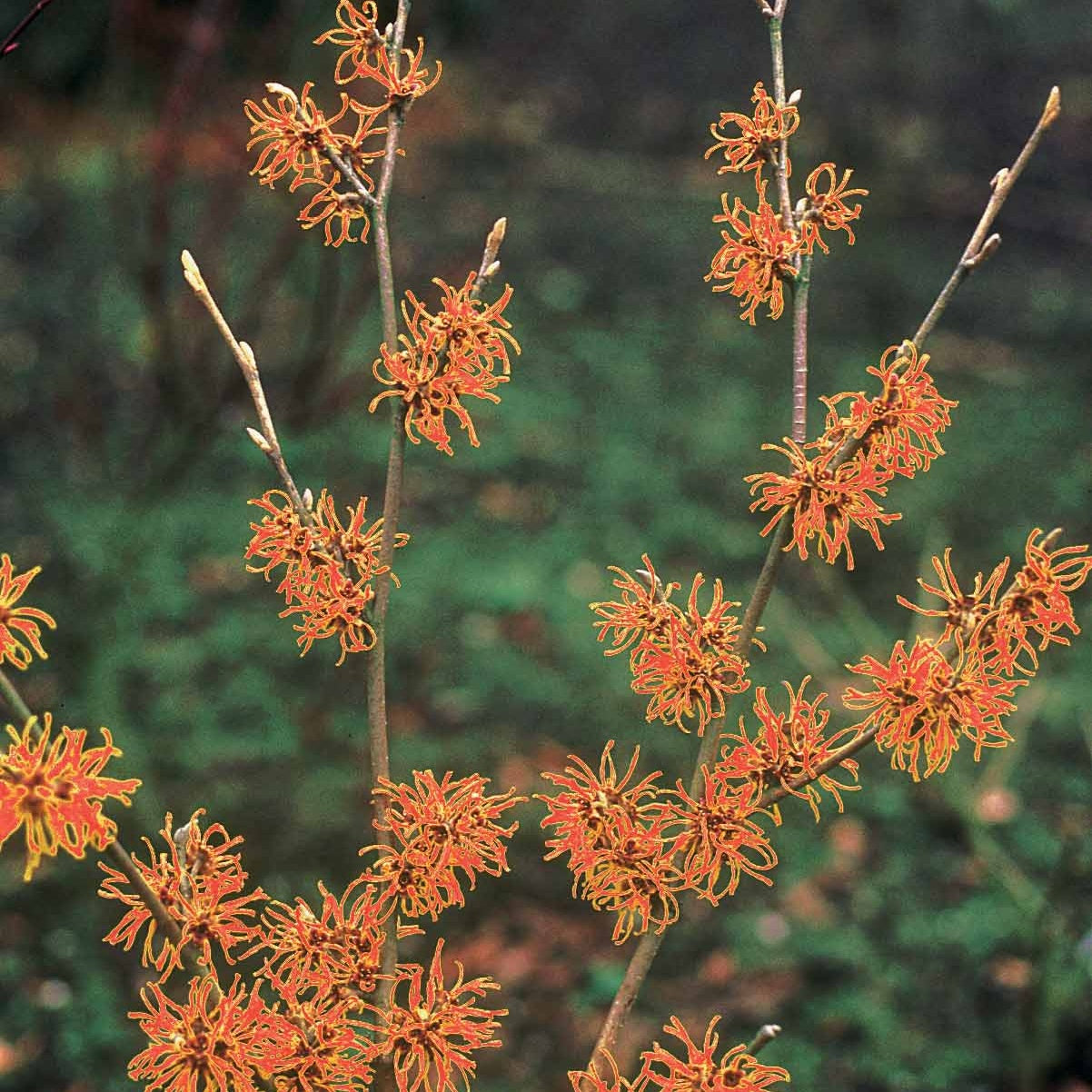 Hamamélis Aphrodite - Hamamelis x intermedia aphrodite - Plantes