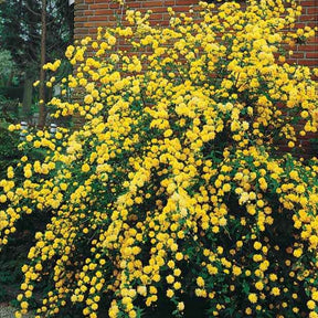 Arbustes à fleurs - Corête du Japon - Kerria japonica pleniflora