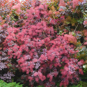 Cotinus coggygria royal purple - Arbre à perruque pourpre Royal Purple - Arbustes