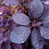 Arbre à perruque pourpre Royal Purple - Willemse