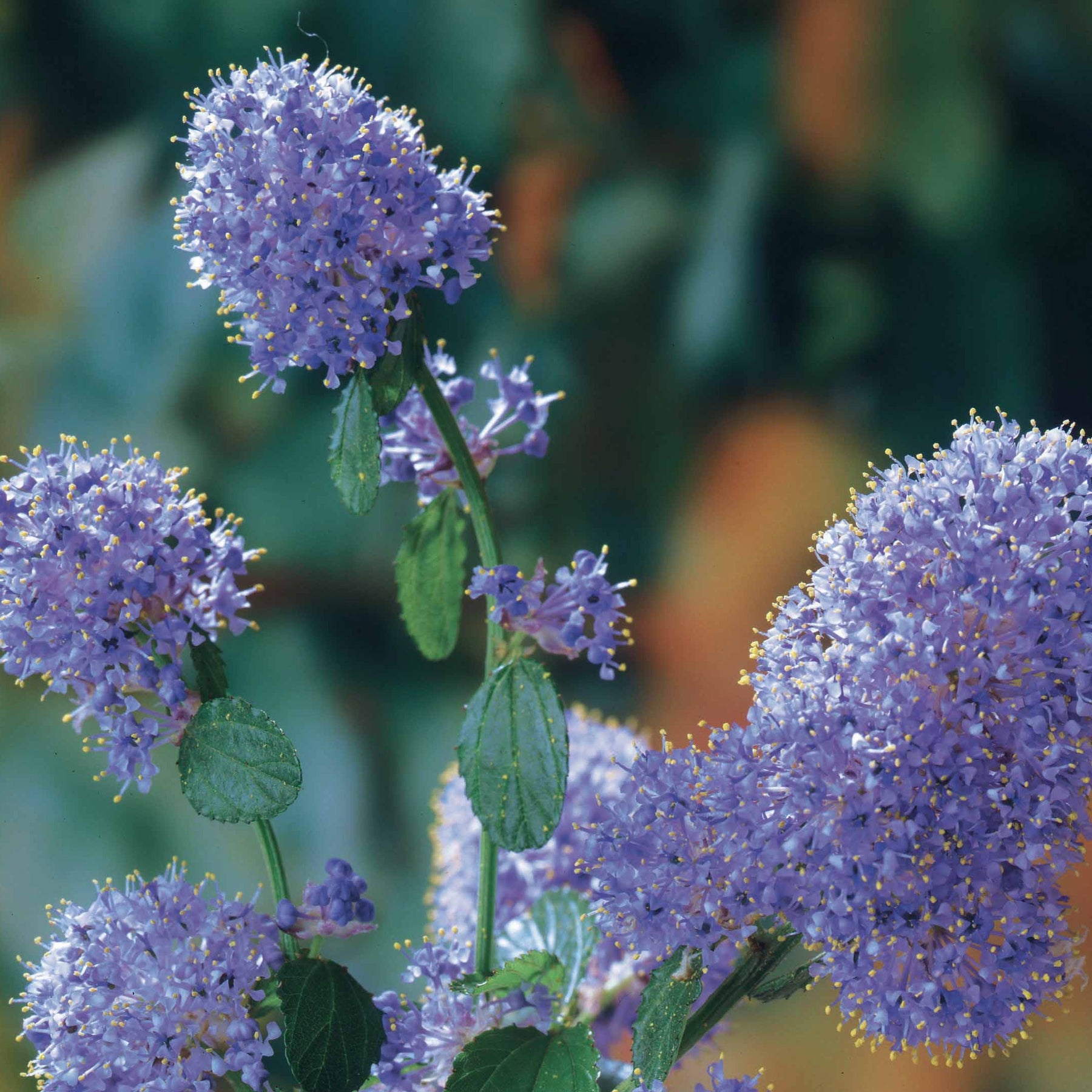 Céanothe repens - Ceanothus thyrsiflorus repens - Arbustes